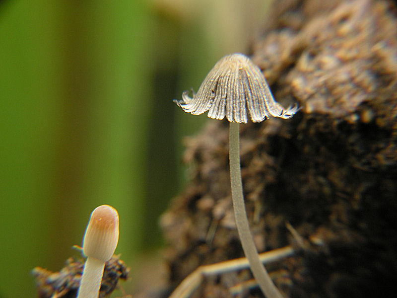 Coprinus cfr fimetarius